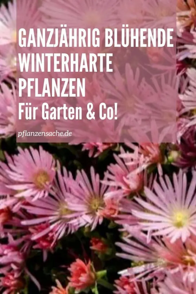 Ganzjährig Blühende Winterharte Pflanzen pin