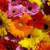 Gerbera-Bedeutung_-Was-Sagt-Uns-Eine-Der-Beliebtesten-Blumen-Der-Welt-1