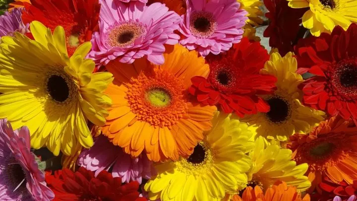 Gerbera Bedeutung: Was Sagt Uns Eine Der Beliebtesten Blumen Der Welt?