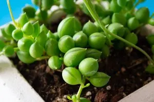 Grune-Perlenkette-Senecio-Herreianus_-Alles-Uber-Die-Erbsenpflanze
