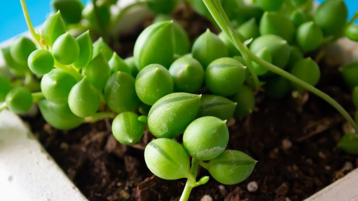 Grüne Perlenkette (Senecio Herreianus): Alles Über Die Erbsenpflanze