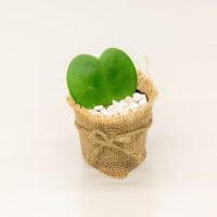Herzblatt-Pflanze-Hoya-Kerrii_-Die-Susesten-Zimmerpflanzen-Der-Welt