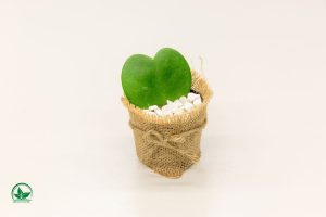Herzblatt-Pflanze-Hoya-Kerrii_-Die-Susesten-Zimmerpflanzen-Der-Welt