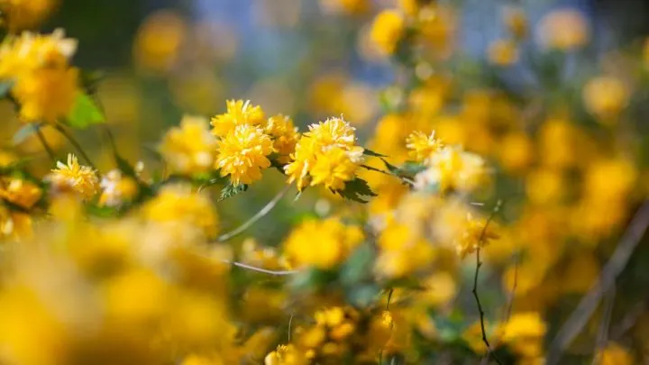 Immergrüne & Blühende Sträucher Winterhart, Robust Und Ein Blickfang!