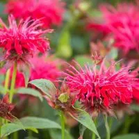 Indianernessel-Monarda-Didyma_-Heilpflanze-Und-Wunderschone-Staude