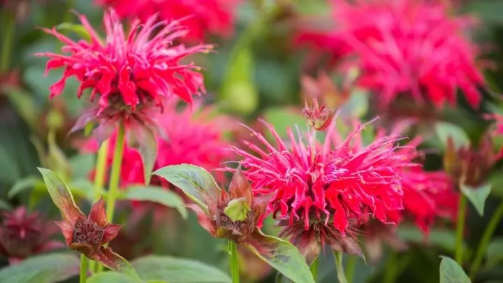 Indianernessel (Monarda Didyma): Heilpflanze Und Wunderschöne Staude!