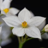Jasminblutiger-Nachtschatten_-Die-Perfekte-Pflanze-Fur-Den-Sommer