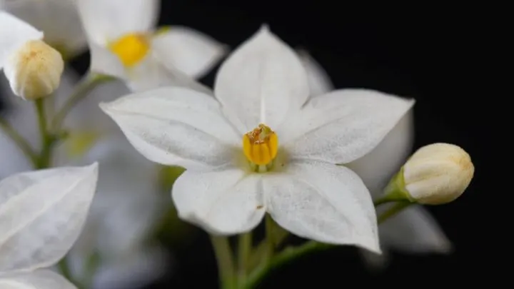 Jasminblütiger Nachtschatten: Die Perfekte Pflanze Für Den Sommer!