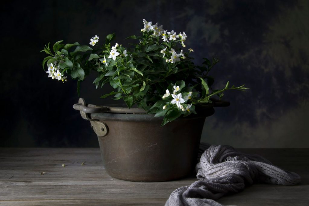 Jasminblutiger-Nachtschatten_-Herkunft-der-Sommerpflanze