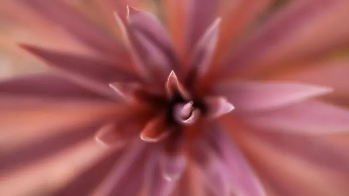 Keulenlilie (Cordyline Australis): Extravaganz Und Exotik Im Kübel!