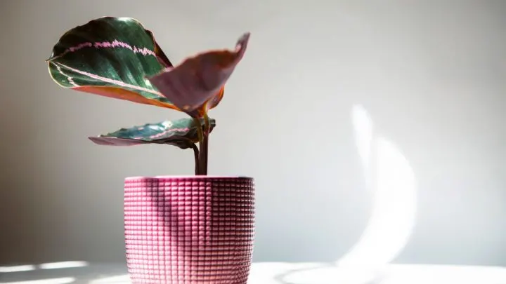 Korbmarante Calathea Roseopicta: Die Exotische Blattschmuckpflanze!