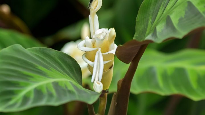 Korbmarante Calathea Warscewiczii: Weiße Blüte Für Den WOW-Effekt!