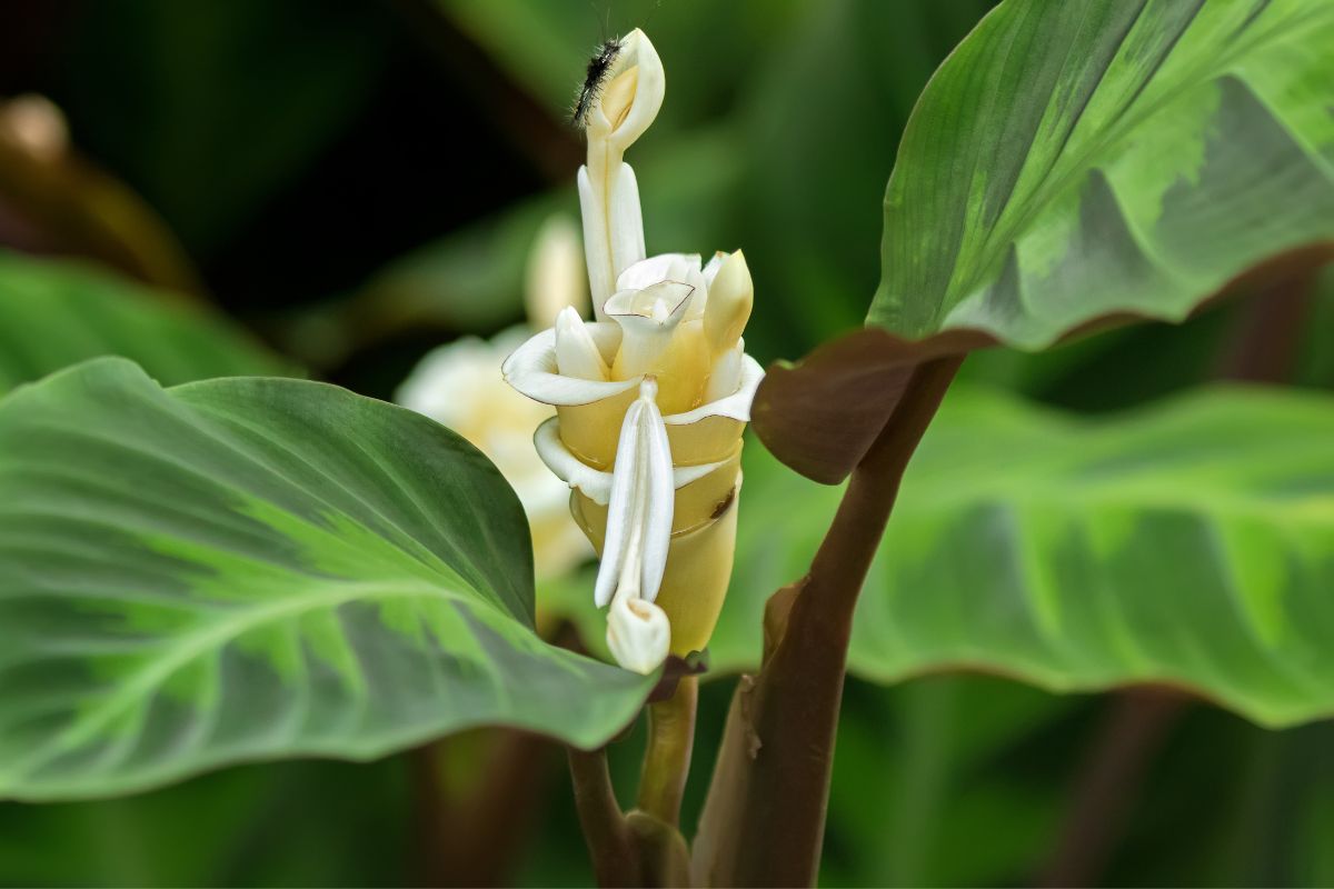 Korbmarante Calathea Warscewiczii Weiße Blüte Für Den WOWEffekt