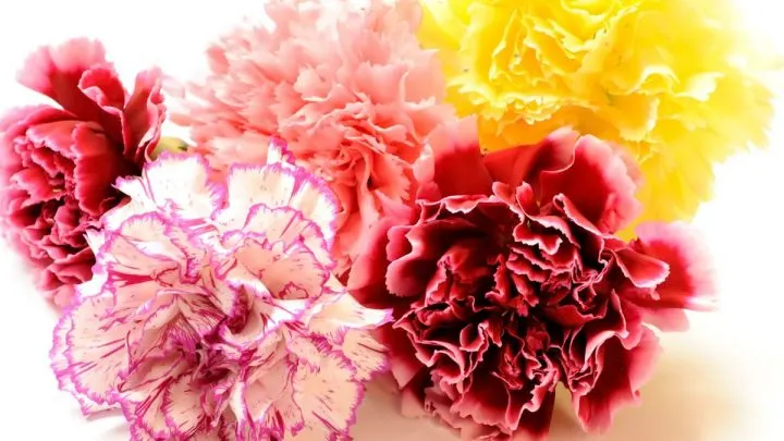 Nelken Bedeutung: Symbolik Die Hinter Der Blume Der Götter Steckt!