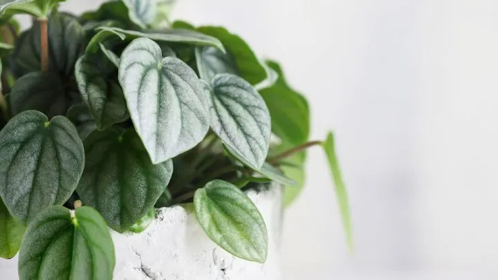 Peperomia Pixie: Der Fleischige Zwergpfeffer Mit Den Bunten Blättern!