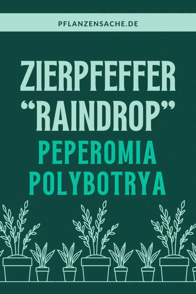 Peperomia Polybotrya 1