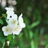 Pfeifenstrauch-Philadelphus-Coronarius_-Blutenpracht-In-Weis