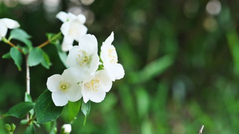 Pfeifenstrauch-Philadelphus-Coronarius_-Blutenpracht-In-Weis