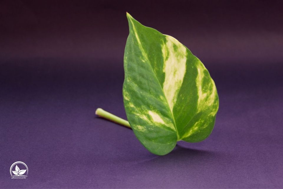 Efeutute (Epipremnum Pinnatum) Pflegetipps Und Die Schönsten Sorten!