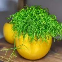 Rhipsalis-Cereuscula_-Der-Ausergewohnlich-Schone-Korallenkaktus