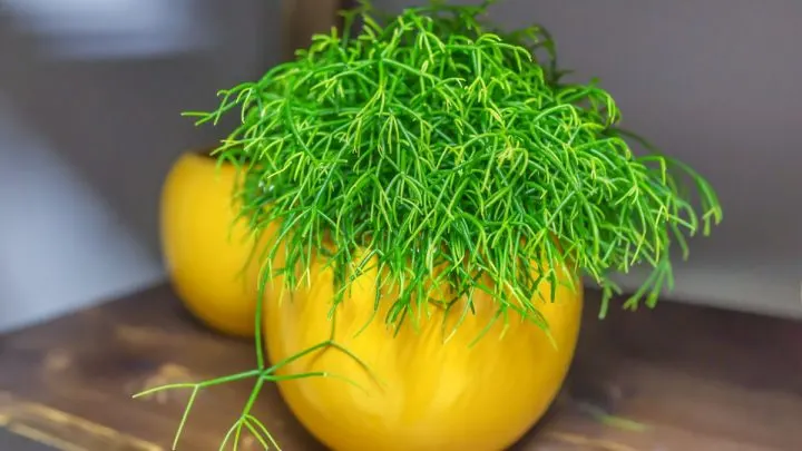 Rhipsalis Cereuscula: Der Außergewöhnlich Schöne Korallenkaktus