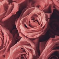 Rosa-Rosen-Bedeutung_-Welche-Botschaft-Verschenken-Wir-Mit-Der-Rose