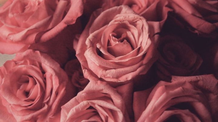 Rosa Rosen Bedeutung: Welche Botschaft Verschenken Wir Mit Der Rose?