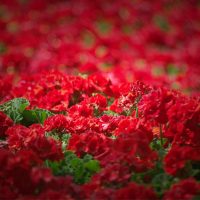 Rote-Blumen-Fur-Den-Garten_-Die-Farbe-Der-Liebe-In-Den-Blutenblattern