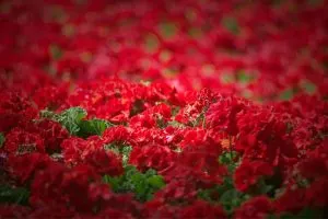 Rote-Blumen-Fur-Den-Garten_-Die-Farbe-Der-Liebe-In-Den-Blutenblattern