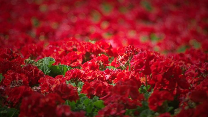 Rote Blumen Für Den Garten: Die Farbe Der Liebe In Den Blütenblättern!
