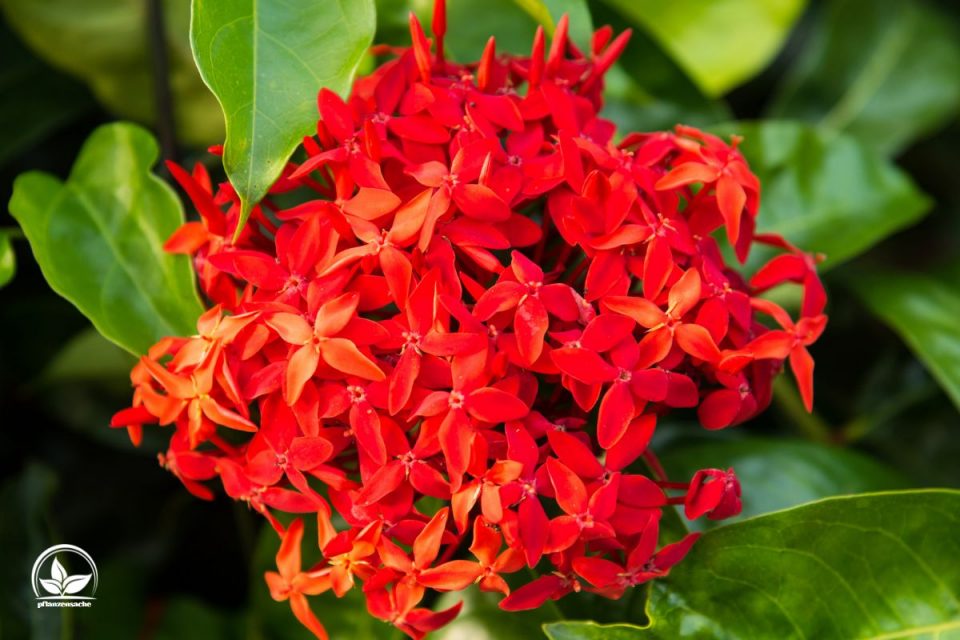 10 Rote Blumen Für Den Garten Die Farbe Der Liebe In Den Blütenblättern!