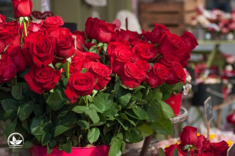 Rote Rosen Bedeutung „Ich Liebe Dich“ Sagen In Der Blumensprache!