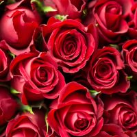Rote-Rosen-Bedeutung_-„Ich-Liebe-Dich-Sagen-In-Der-Blumensprache