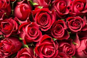 Rote-Rosen-Bedeutung_-„Ich-Liebe-Dich-Sagen-In-Der-Blumensprache