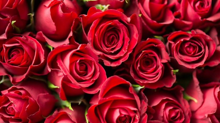Rote Rosen Bedeutung: „Ich Liebe Dich“ Sagen In Der Blumensprache!