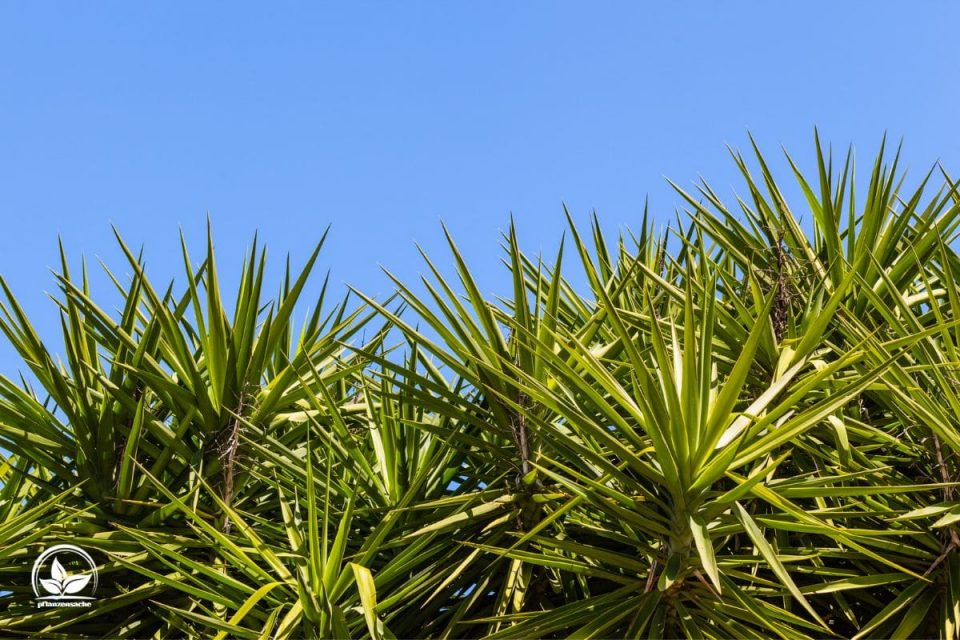 Yucca Palme Pflege So Pflegen Sie Die Tropische Zimmerpflanze Richtig