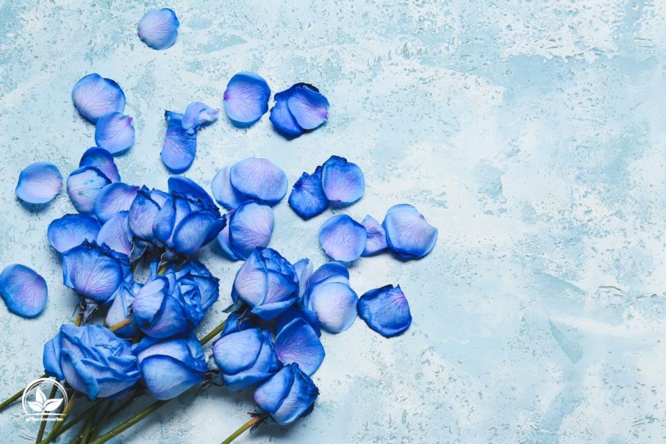 Blaue Rosen Bedeutung: Welche Symbolik Trägt Die Blaue Farbe