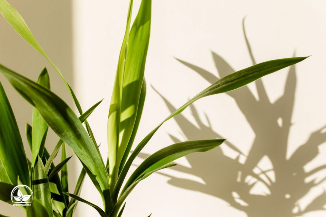 Zimmerpflanzen Südfenster Pflanzen, Die Volle Sonne Einfach Lieben