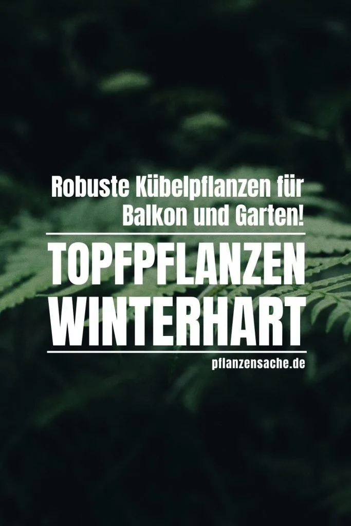 Topfpflanzen Winterhart 1