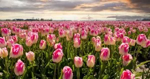 Tulpen-Bedeutung_-Tiefgrundige-Symbolik-Der-Tulpe-In-Der-Blumensprache