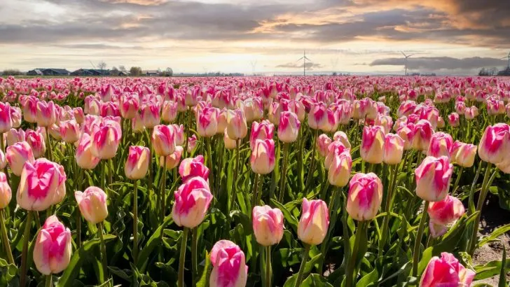 Tulpen Bedeutung: Tiefgründige Symbolik Der Tulpe In Der Blumensprache