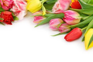 Tulpen-Bedeutung_-Tiefgrundige-Symbolik-Der-Tulpe-In-Der-Blumensprache