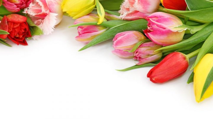 Tulpen Bedeutung: Tiefgründige Symbolik Der Tulpe In Der Blumensprache