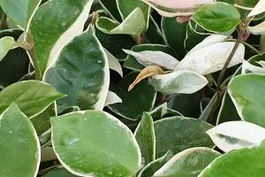 Wachsblume-Hoya-Macrophylla_-Herkunft-Merkmale-Und-Pflegetipps
