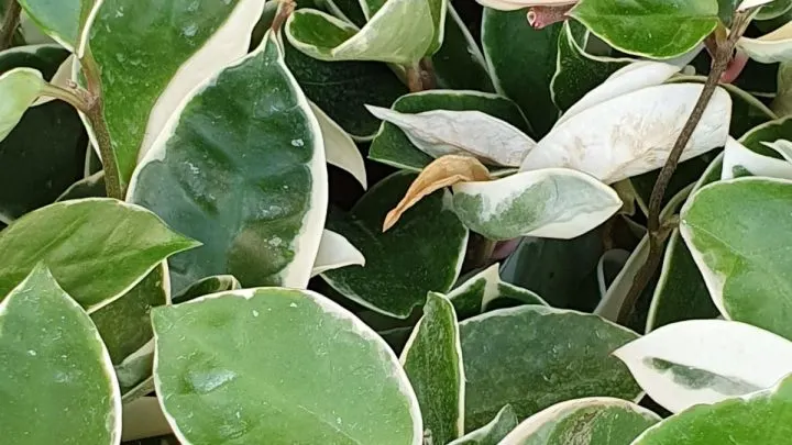 Wachsblume (Hoya Macrophylla): Herkunft, Merkmale Und Pflegetipps!