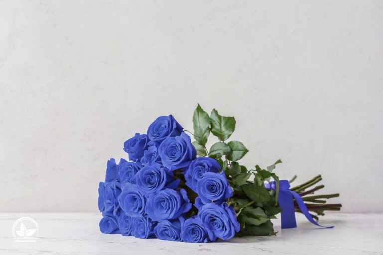 Blaue Rosen Bedeutung Welche Symbolik Trägt Die Blaue Farbe? Pflanzensache