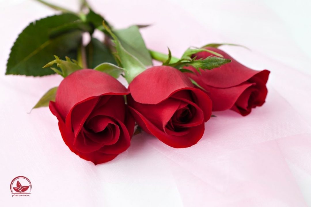 Rote Rosen Bedeutung „Ich Liebe Dich“ Sagen In Der Blumensprache!