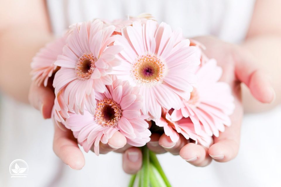 Blume Fur Freundschaft