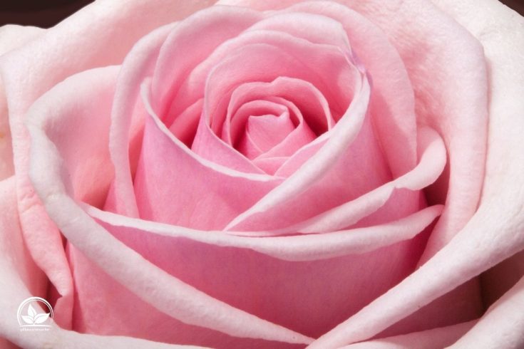 Pinke Rose Bedeutung