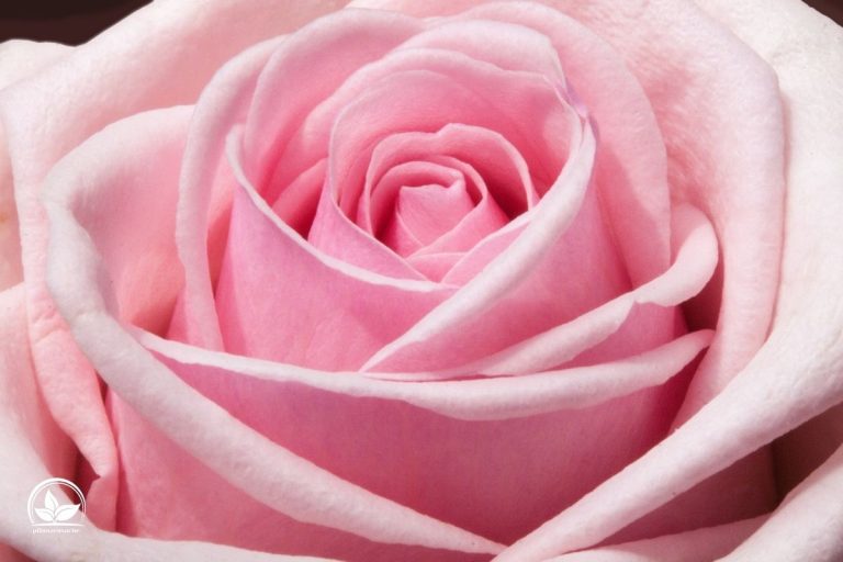 Rosa Rosen Bedeutung Welche Botschaft Verschenken Wir Mit Der Rose?